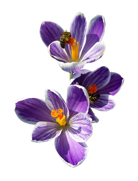 stock image Bees on spring crocuses