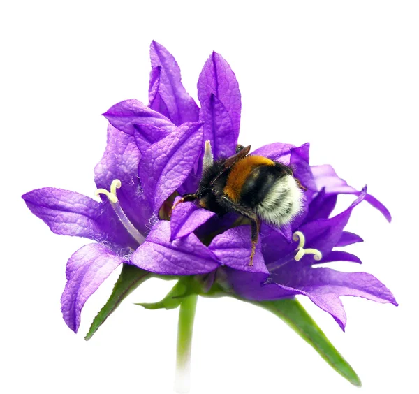 Bumblebee on bluebell. — Stock Photo, Image