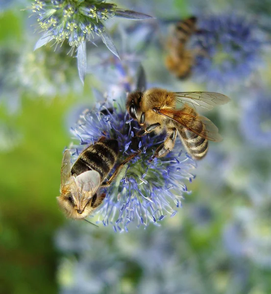 Bees on blue flowers. — Stock Photo, Image