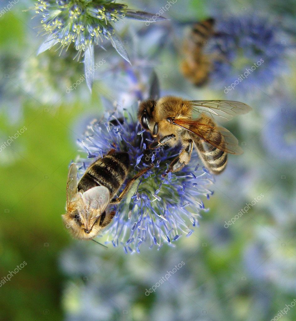 Bees on blue flowers. — Stock Photo © troyka 2351435