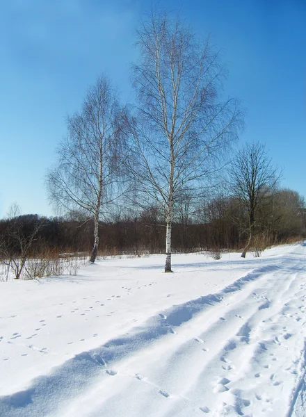 Birches at at snow weather. — Stock Photo, Image