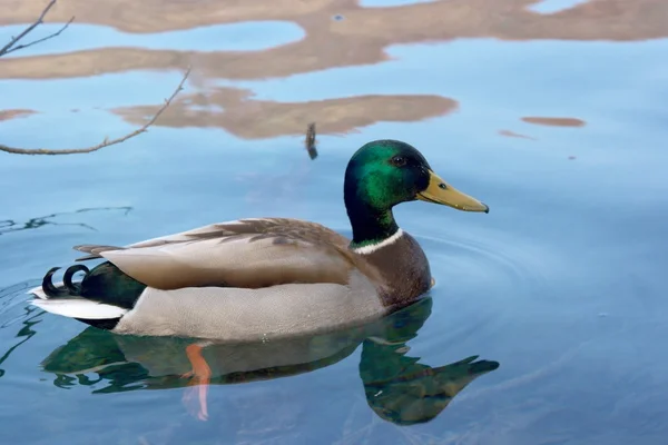 stock image Duck