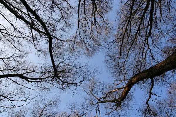 Верхушки деревьев — стоковое фото