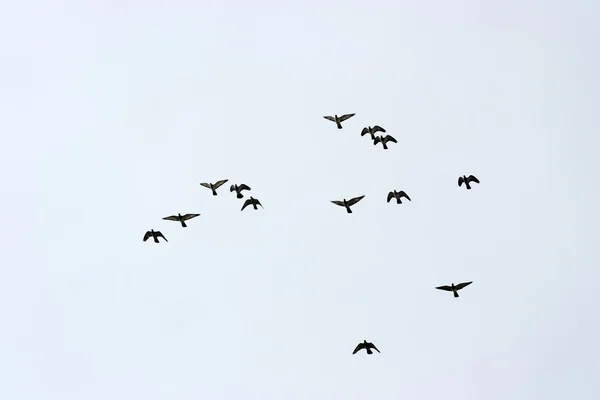 Vögel — Stockfoto