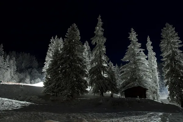 Śnieg drzewa — Zdjęcie stockowe