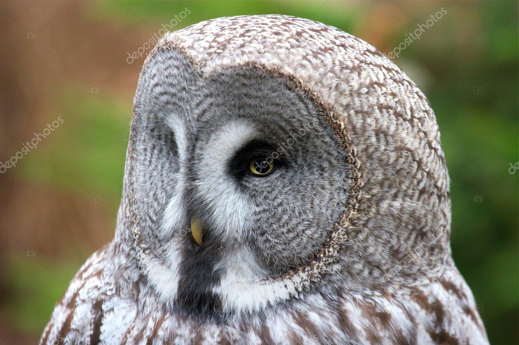 great gray owl