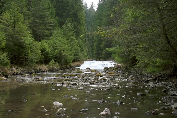 stock image Forest