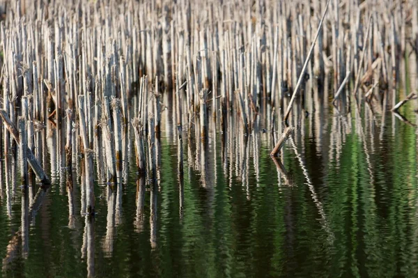 Swampland — 스톡 사진
