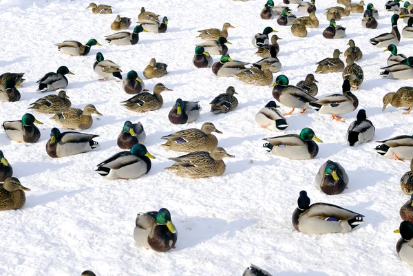 stock image Ducks sitting on ice