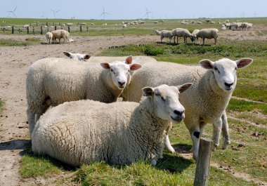 Sheep in a field clipart