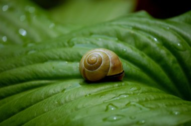 Snail on a green leave clipart