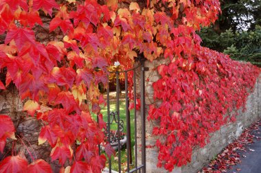 Red leaves clipart