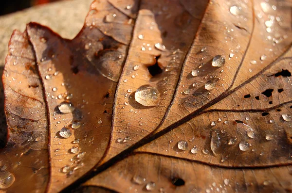 Stock image Autumn leaf closeup