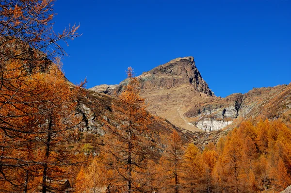 Autumn trees on mountain — Stok fotoğraf