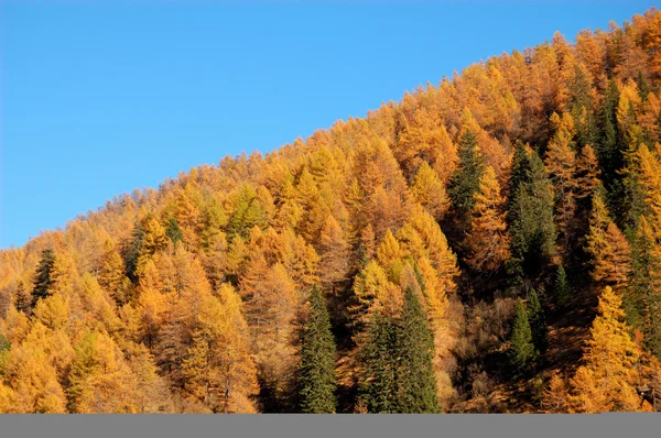 stock image Autumn trees in forest