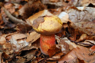 Boletus luridus clipart