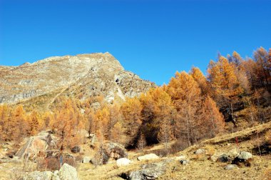 dağda sonbahar larches