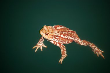 Swimming toad clipart