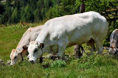 Cows to pasture clipart