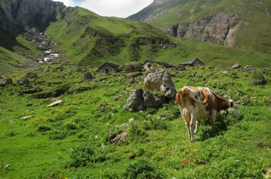 Alp Çayırı