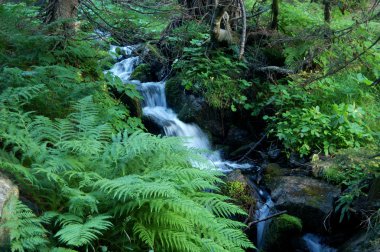 Brook in the forest clipart