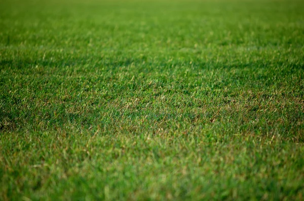 緑のサッカー フィールド — ストック写真