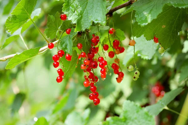 Red ribes — Stock Photo, Image