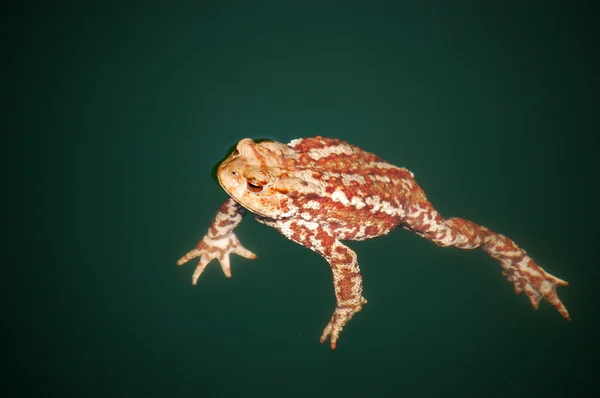 stock image Swimming toad