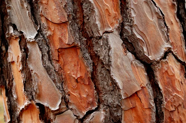 Pine cortex — Stock Photo, Image