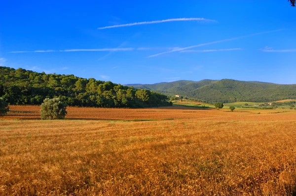 panoramik manzaralı bir buğday alanı