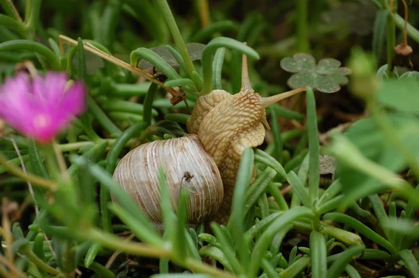 stock image Snail in the grass