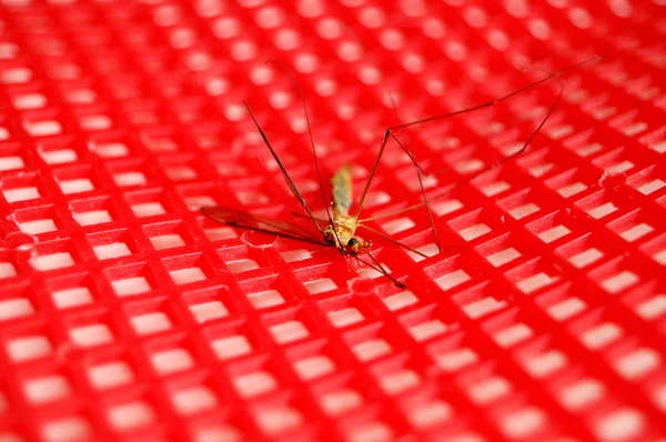 死的蚊 — 图库照片