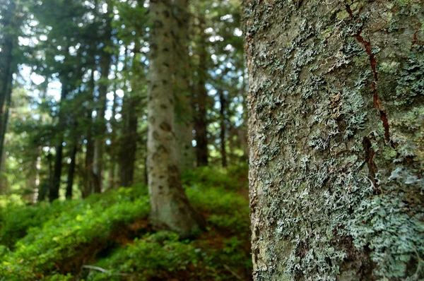 Хвойні дерева лісу — стокове фото