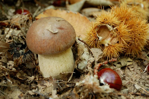 stock image Mushroom and chestnut