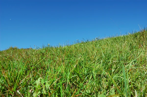 stock image Grass and sky