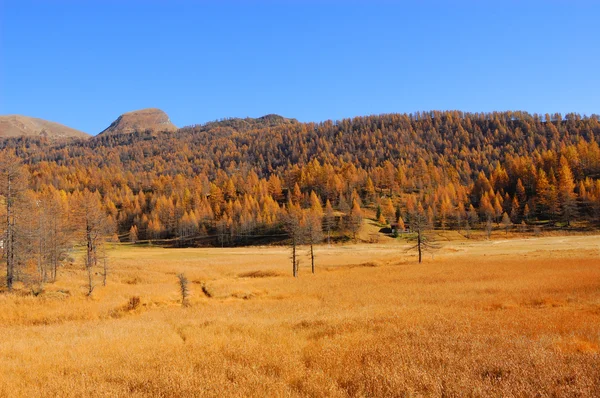 stock image Scenery autumnal mountain landscape