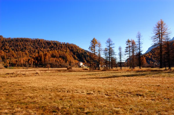 Autumnal golden meadow and hillls — Stock Photo, Image