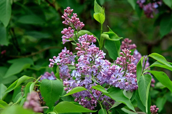 stock image Blossoming lilac