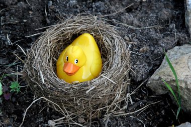 The duckling in a nest clipart