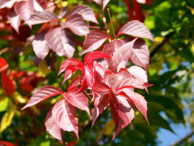 Kırmızı leafes ağacı