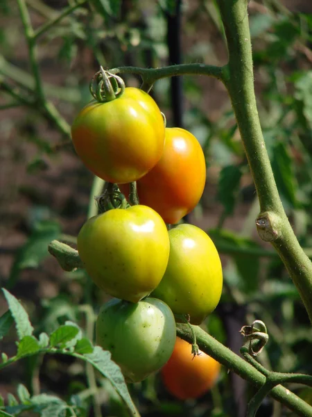 stock image Growing Tomatoes