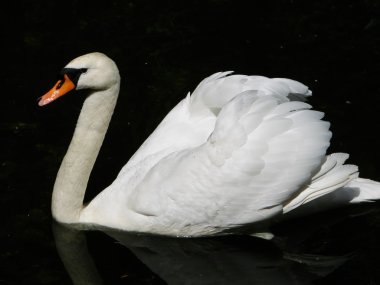 Swan clipart