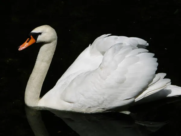 stock image Swan