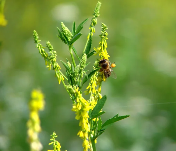 Collecte de nectar d'abeille — Photo