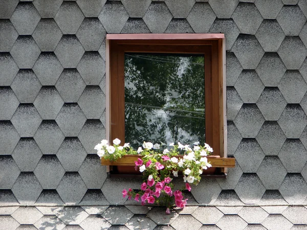 Window wiht flower — Stock Photo, Image