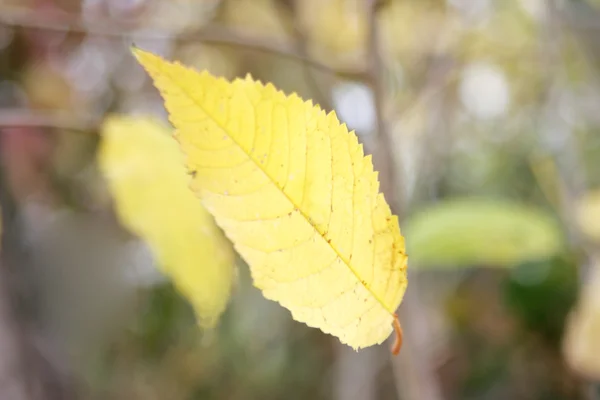 stock image Falling leaf