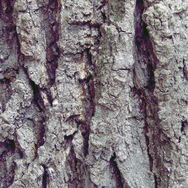 stock image Tree bark texture