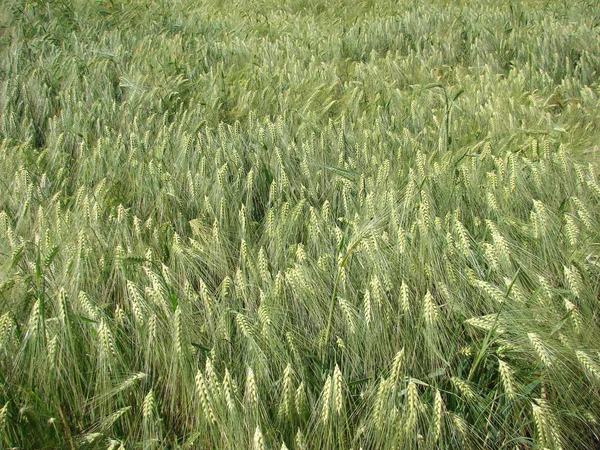 Field of green wheat — Stock Photo, Image