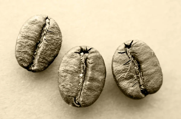 Три зёрнышка какао из бобов — стоковое фото
