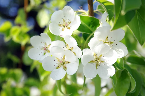 stock image Flowers